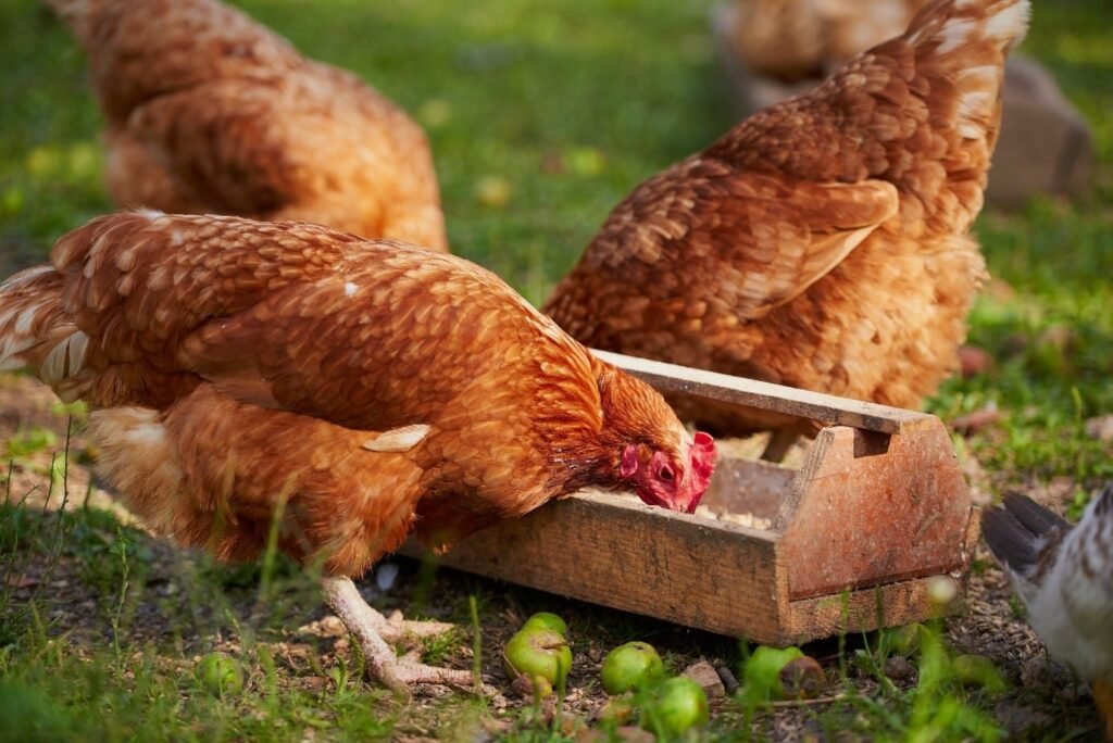 Fermentation Method For Chicken Feed