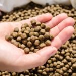 How to Start an Aquatic Feed Production Business